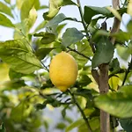 Girassol By Algarve Holidays *