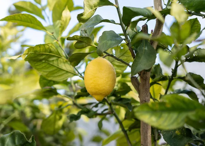 Girassol By Algarve Holidays *